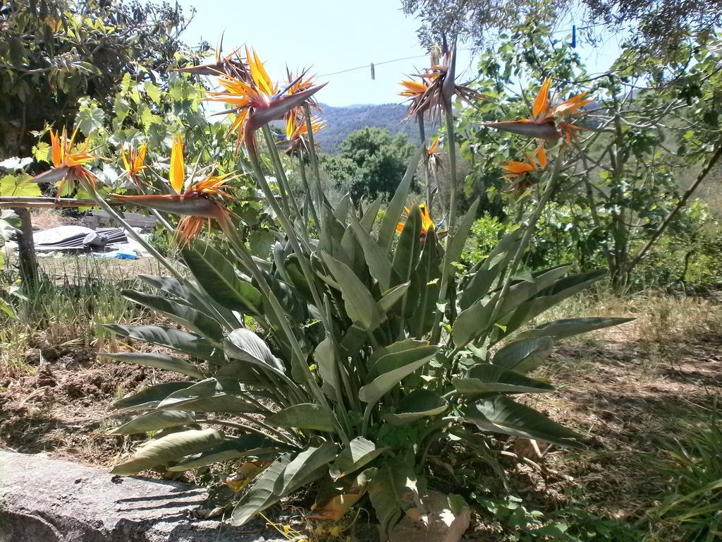 Casa Vacanze Campagna&Mare Διαμέρισμα Pollina Εξωτερικό φωτογραφία